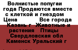 Волнистые попугаи, 2 года.Продаются вместе с клеткой и гнездом. › Цена ­ 2 800 - Все города, Казань г. Животные и растения » Птицы   . Свердловская обл.,Каменск-Уральский г.